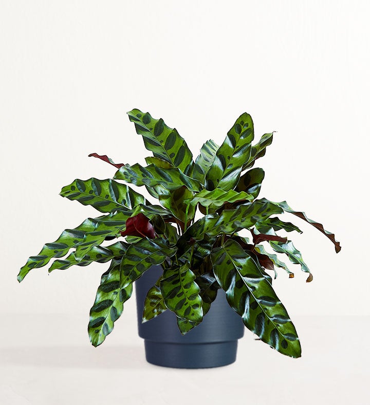Calathea Rattlesnake