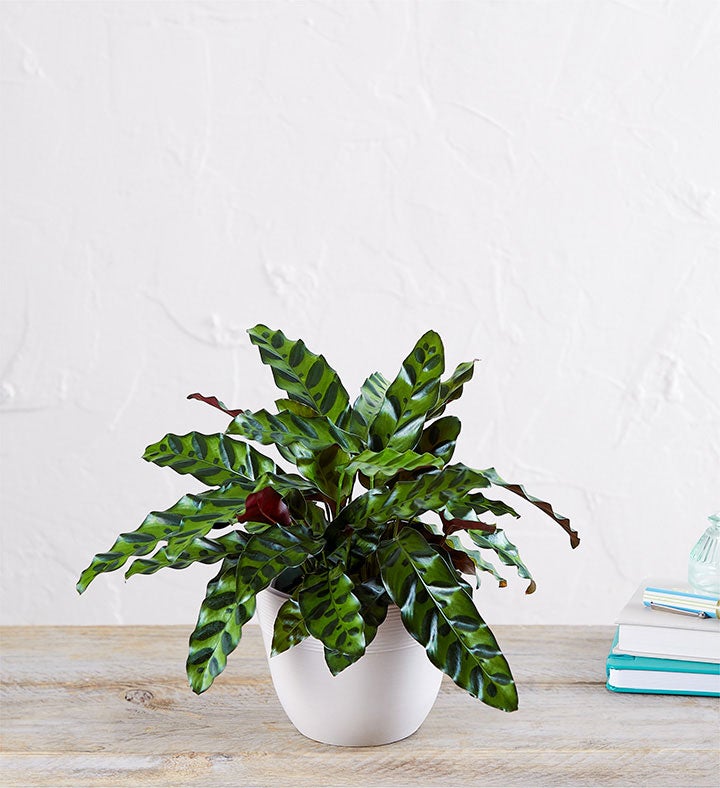 Calathea Rattlesnake