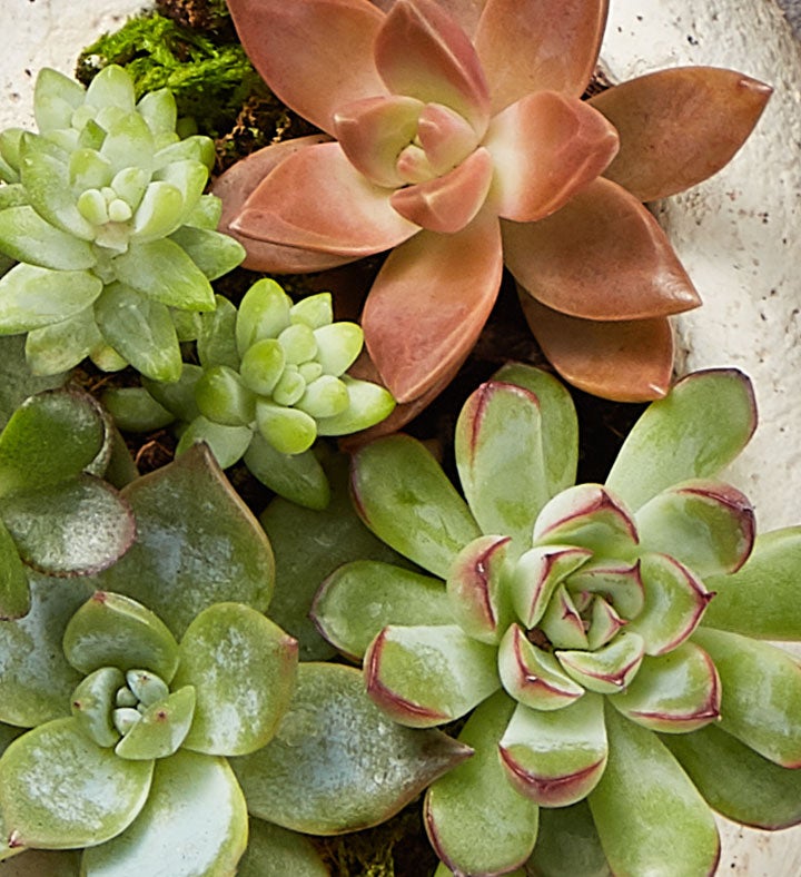 Loving Memory Succulent Garden