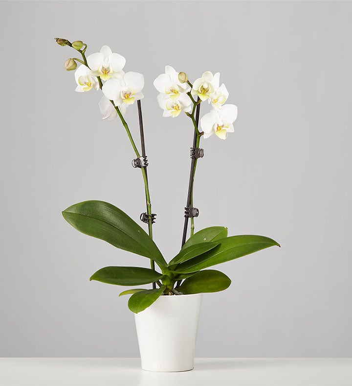 1-800-Flowers Plant Delivery Large Phalaenopsis Orchid White Orchid