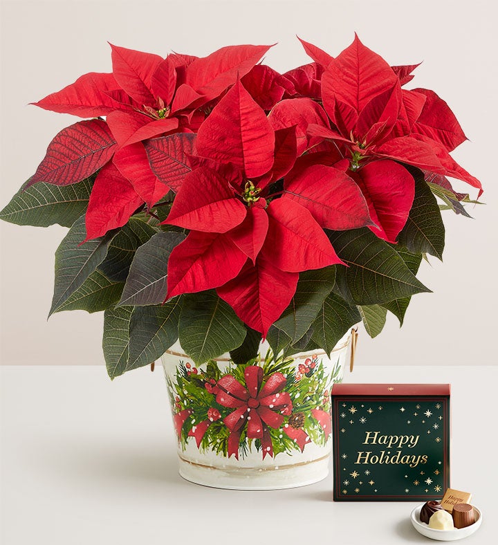 Holiday Traditions Poinsettia