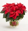 Holiday Traditions Poinsettia