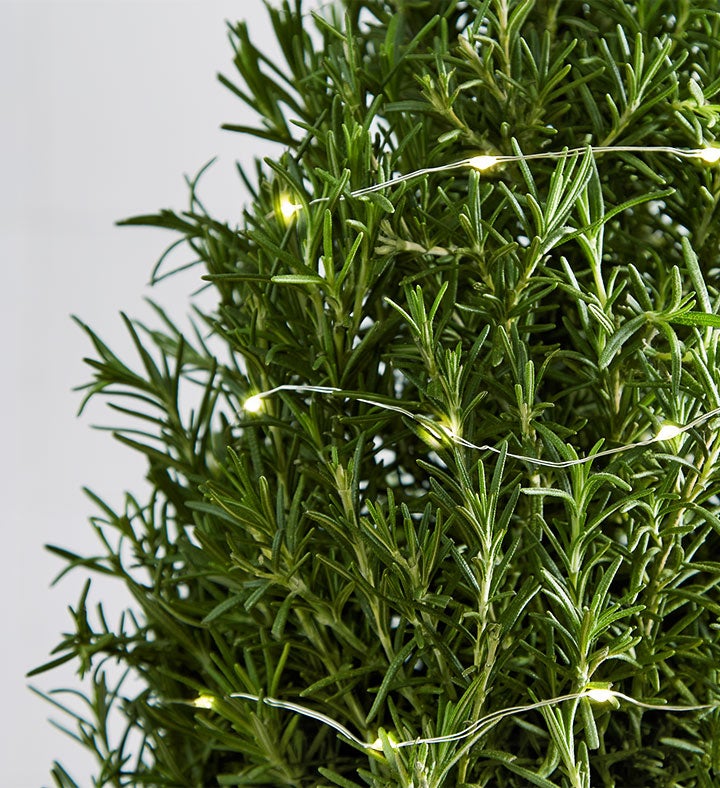 Rosemary and Bright Tree