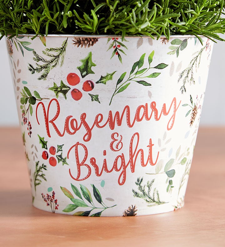 Rosemary and Bright Tree