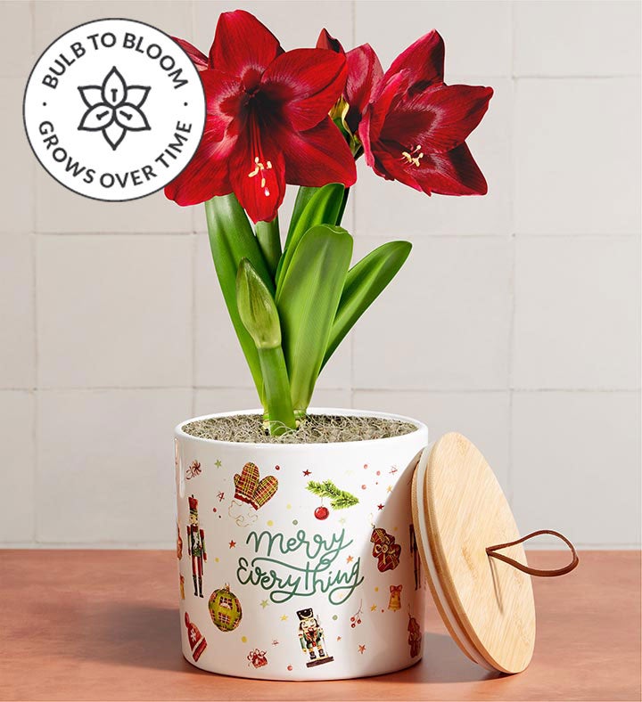 Merry Everything Amaryllis