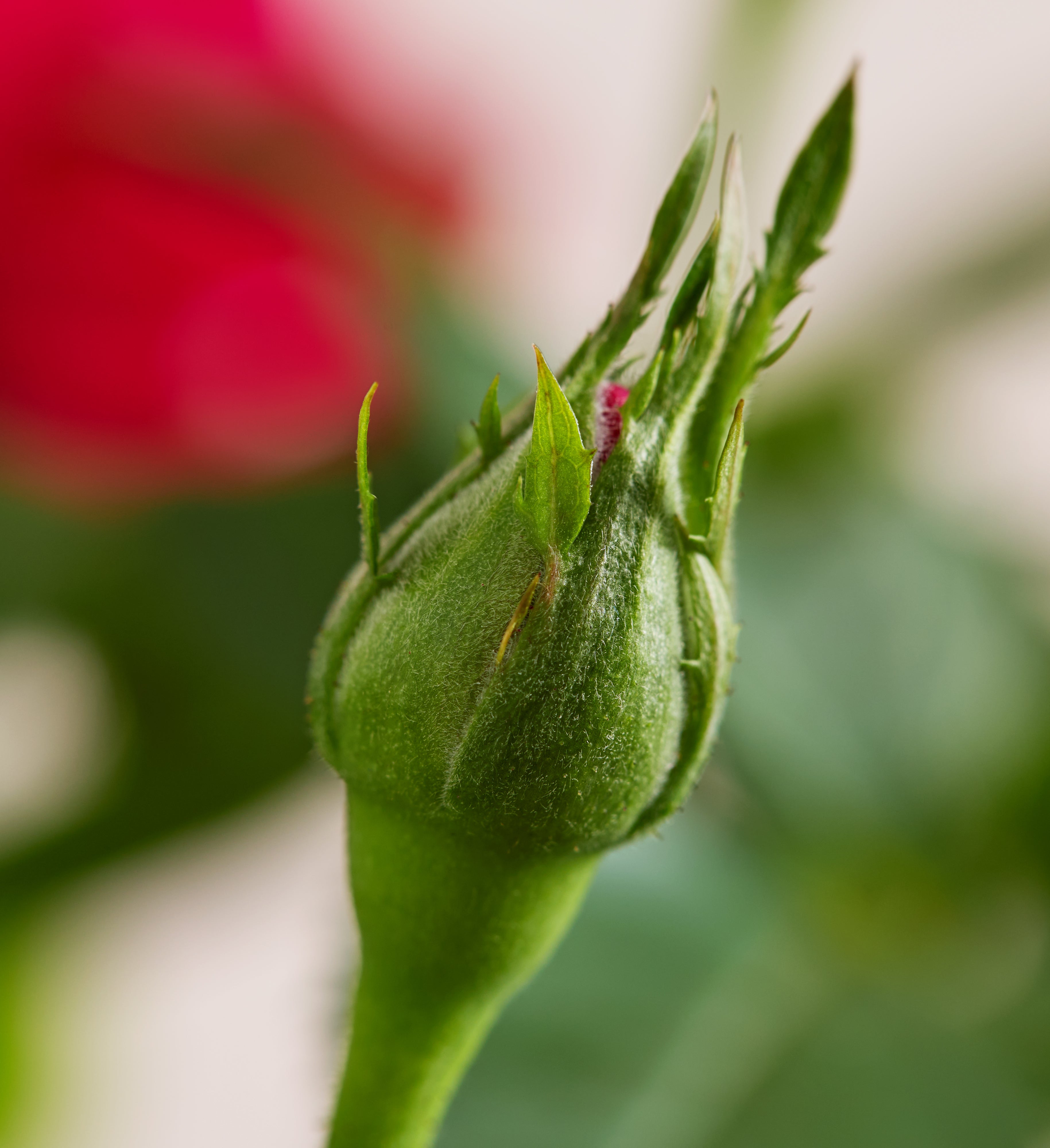 Bundle of Love Rose Plant