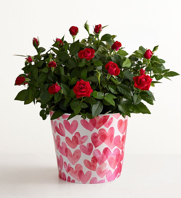 Bundle of Love Rose Plant