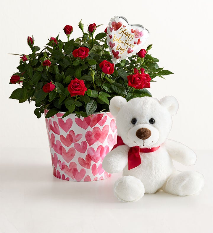 Bundle of Love Rose Plant