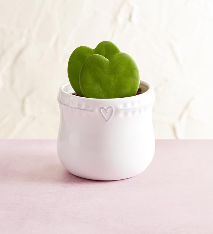 Hoya Heart Succulents