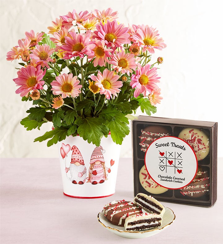 Love Like Gnome Other Mum Plant