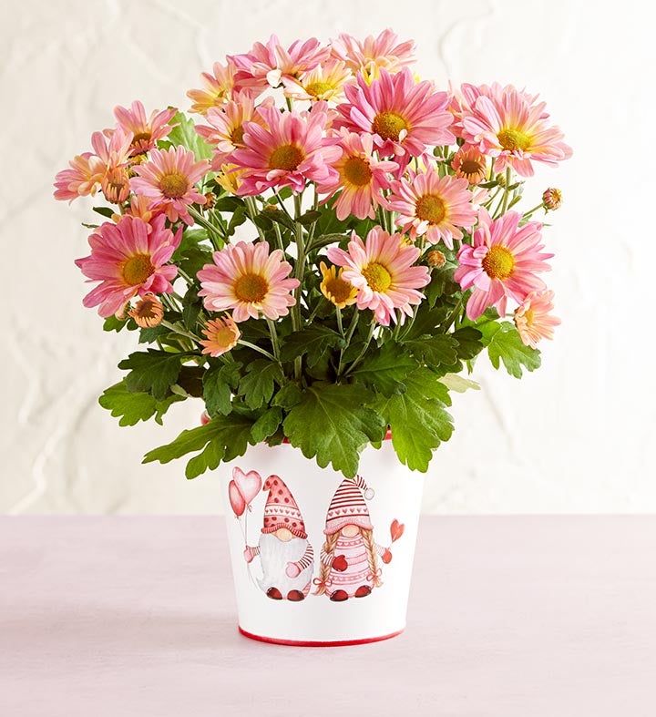 Love Like Gnome Other Mum Plant