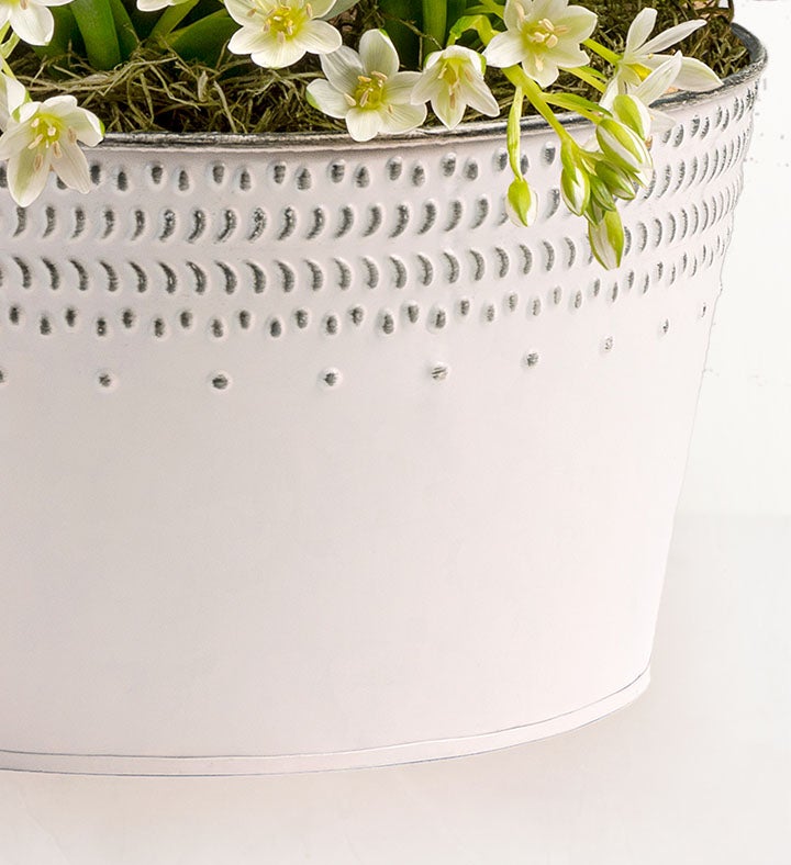 Sweet Serenity Bulb Garden