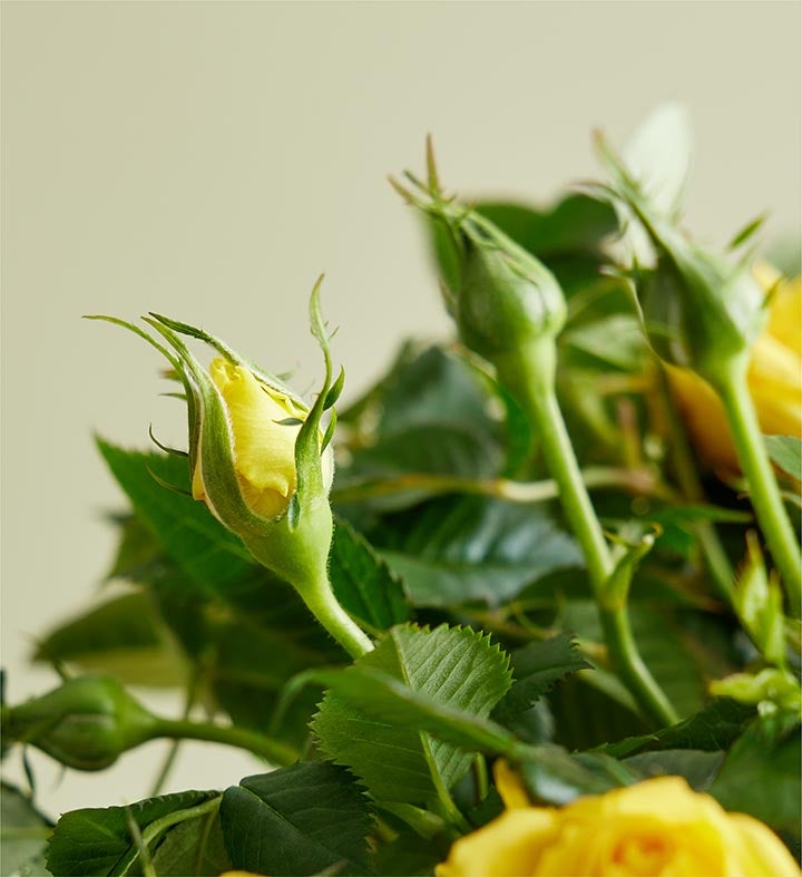 Spring Gnome Rose Plant