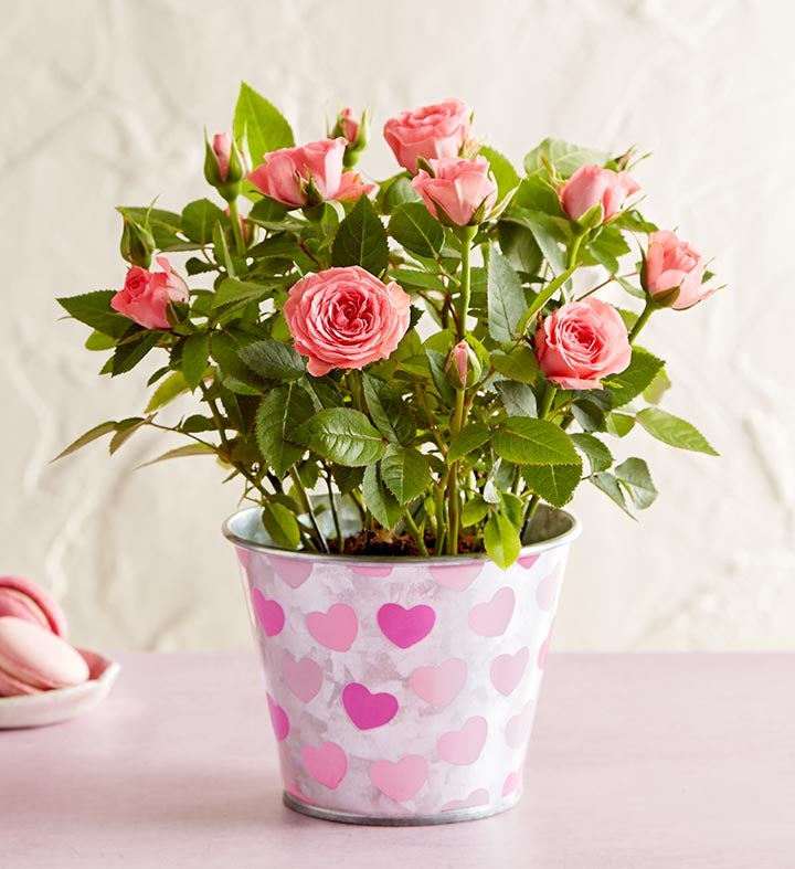 LOVE NOTE Roses in Bloom Floral Sweet Pink Blush Pink Lella