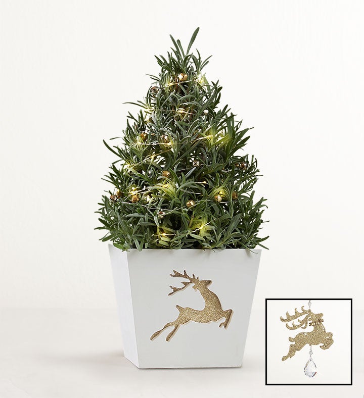 Fragrant Holiday Lavender Tree