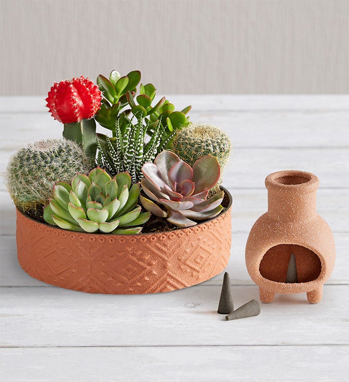 Cactus Dish Garden