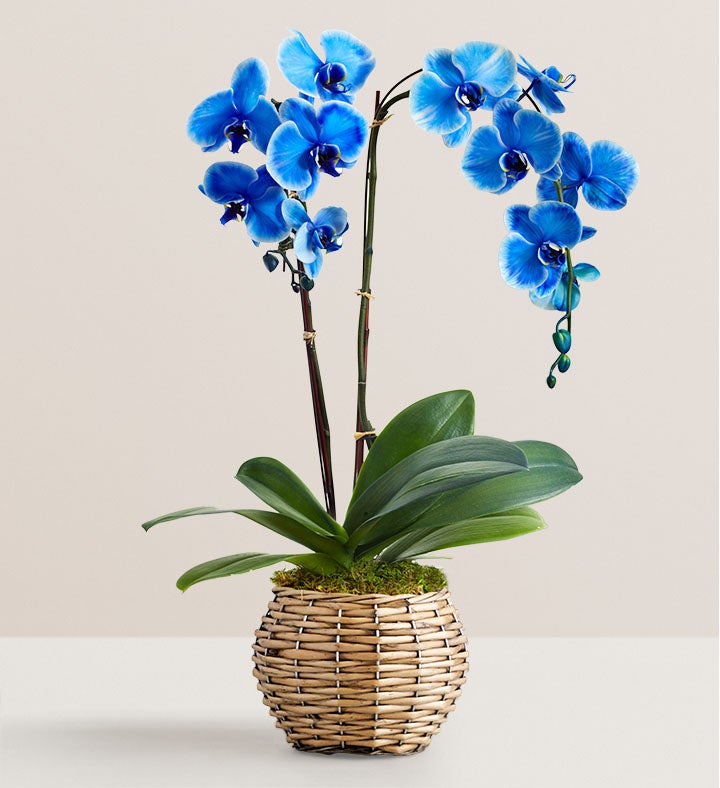 Beautiful Blue Phalaenopsis Orchid