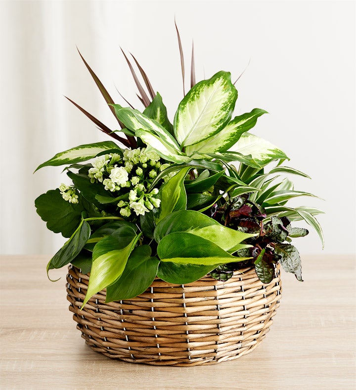 Butterfly Dish Garden for Sympathy