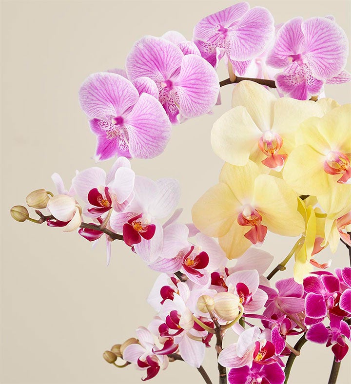 Colorful Orchid Garden 