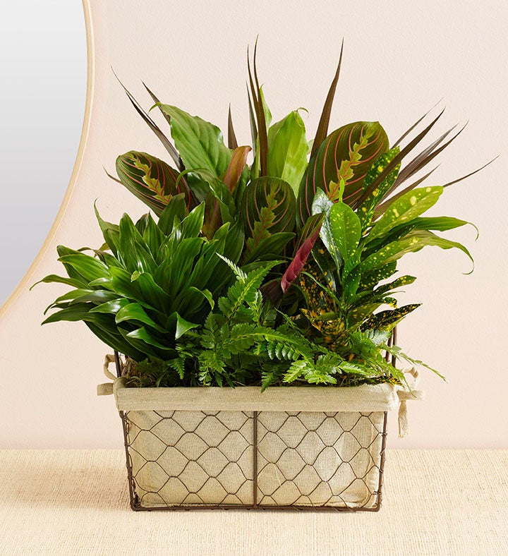 Green Dish Garden Basket