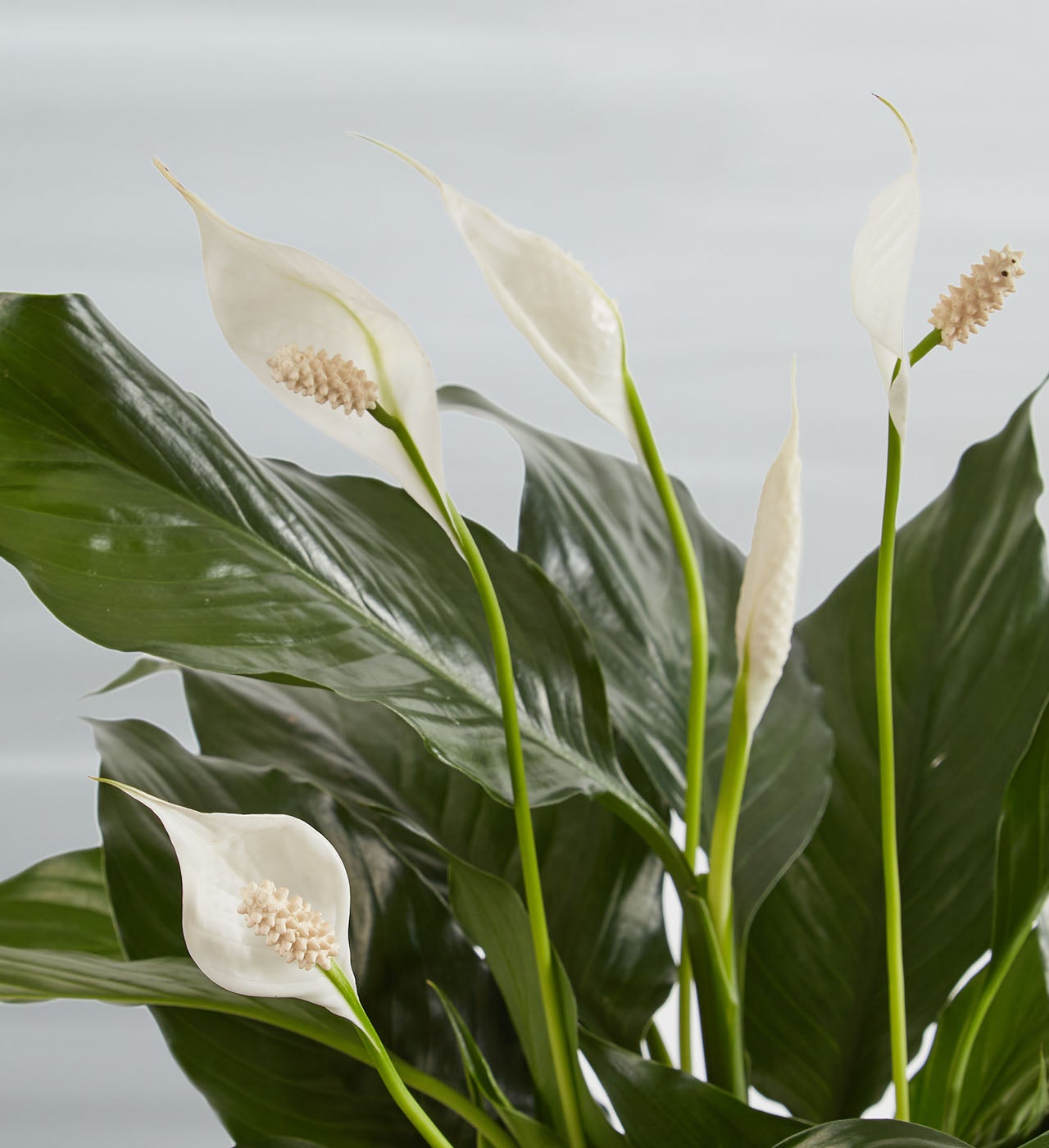 メリー花子 Blooming Memories Peace Lily Plant | 1800Flowers.com