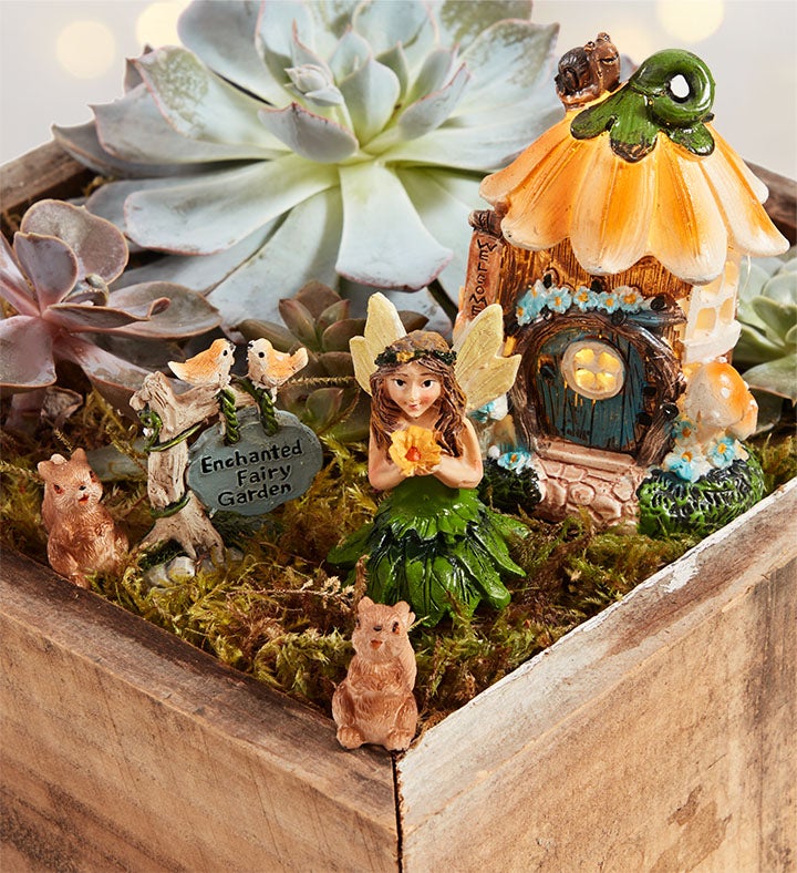 Enchanted Fairy Succulent Garden