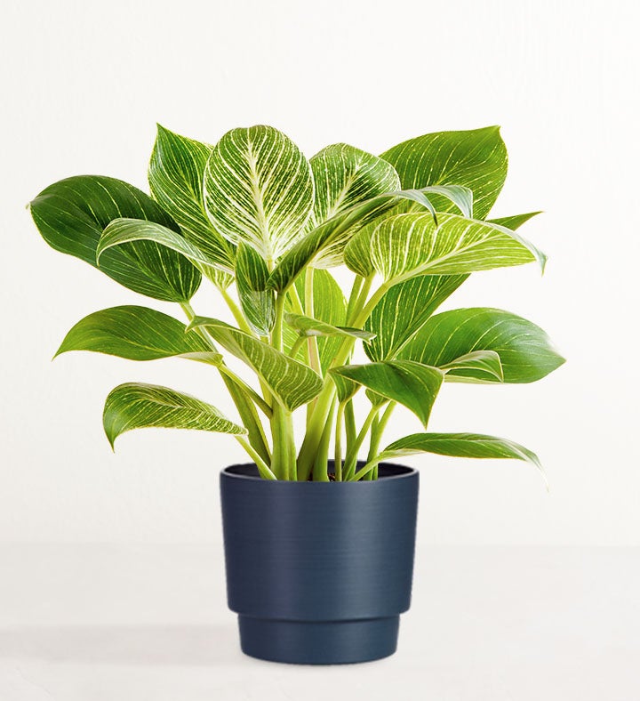 Philodendron Birkin Plant