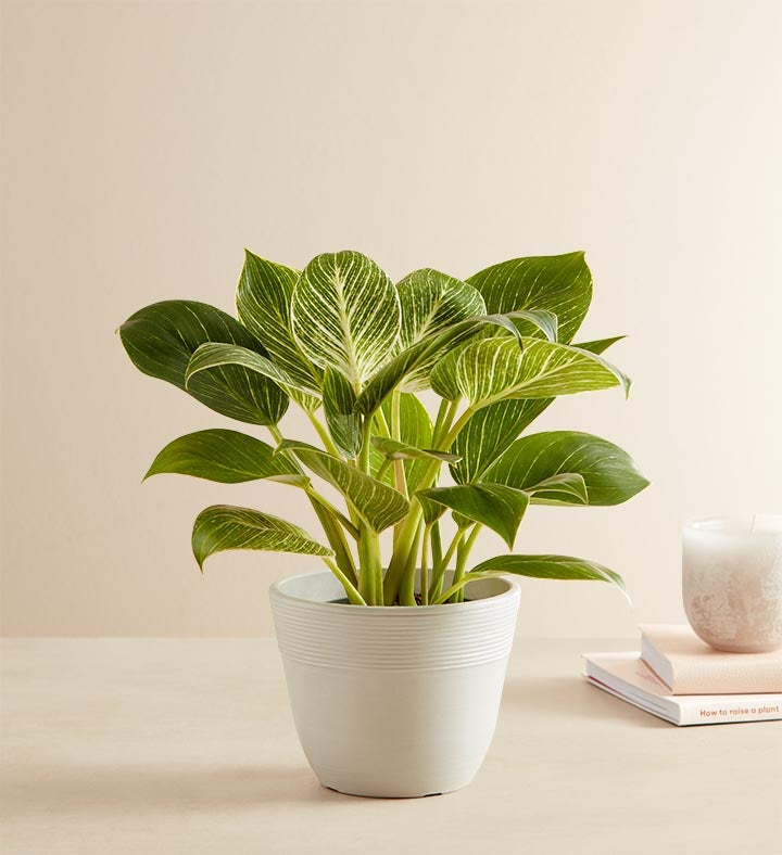 Philodendron Birkin Plant