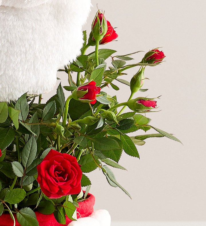 Santa’s Surprise Red Rose