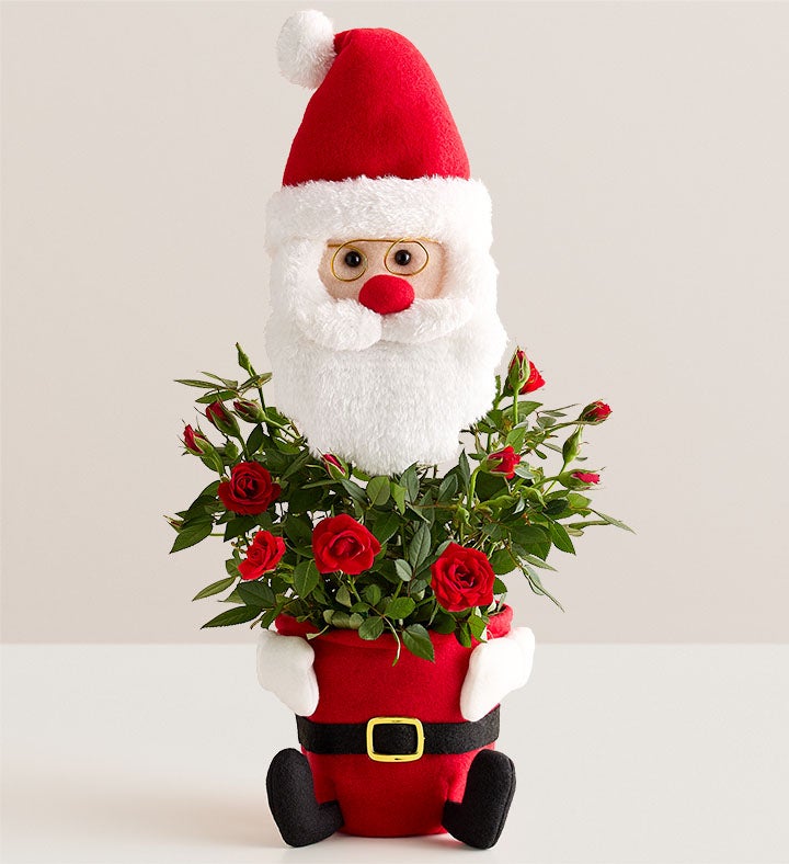 Santa’s Surprise Red Rose