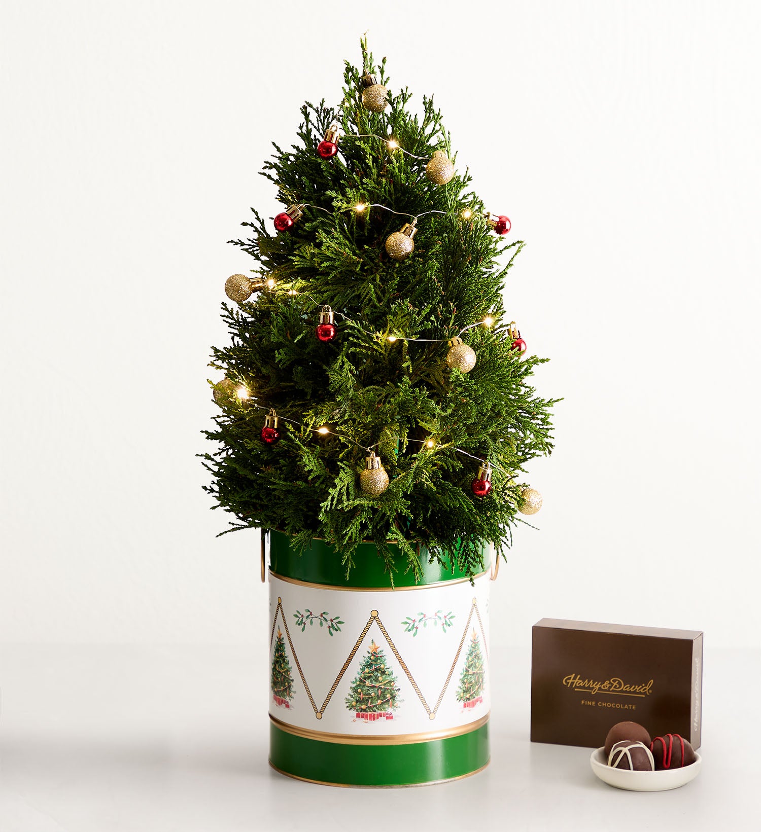 Winter Wishes Leyland Cypress  Chocolate