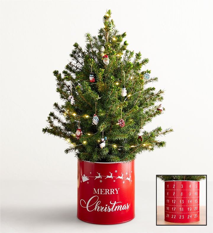 Countdown to Christmas Spruce Tree