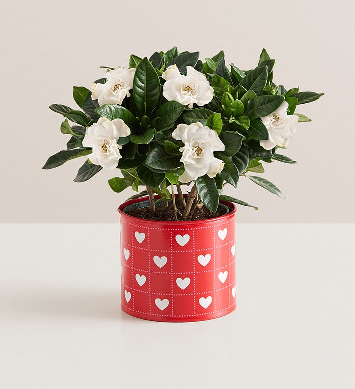 Hearts in Bloom Gardenia