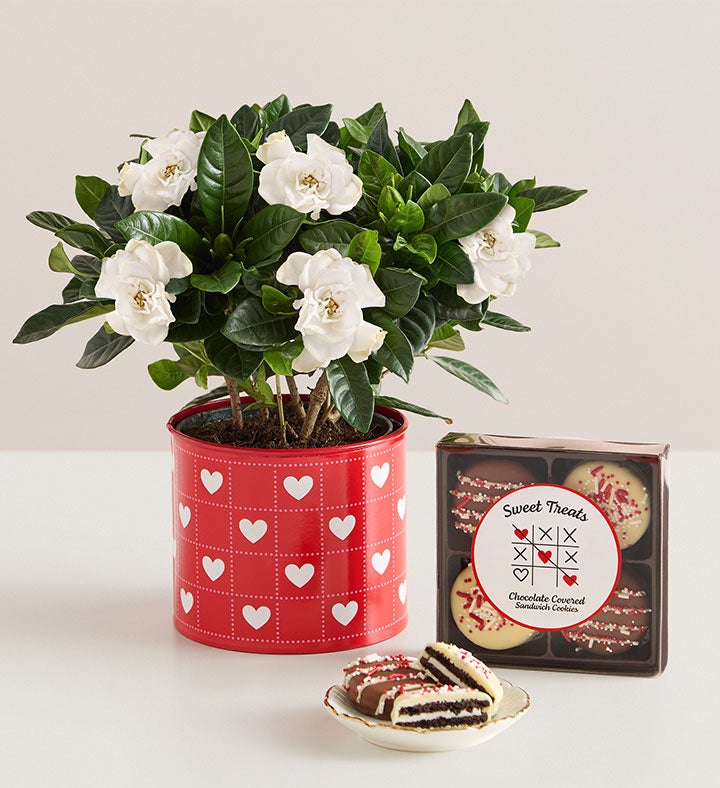 Hearts In Bloom Gardenia 1800flowers