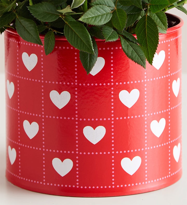Hearts in Bloom Rose Plant