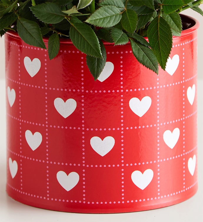 Hearts in Bloom Rose Plant
