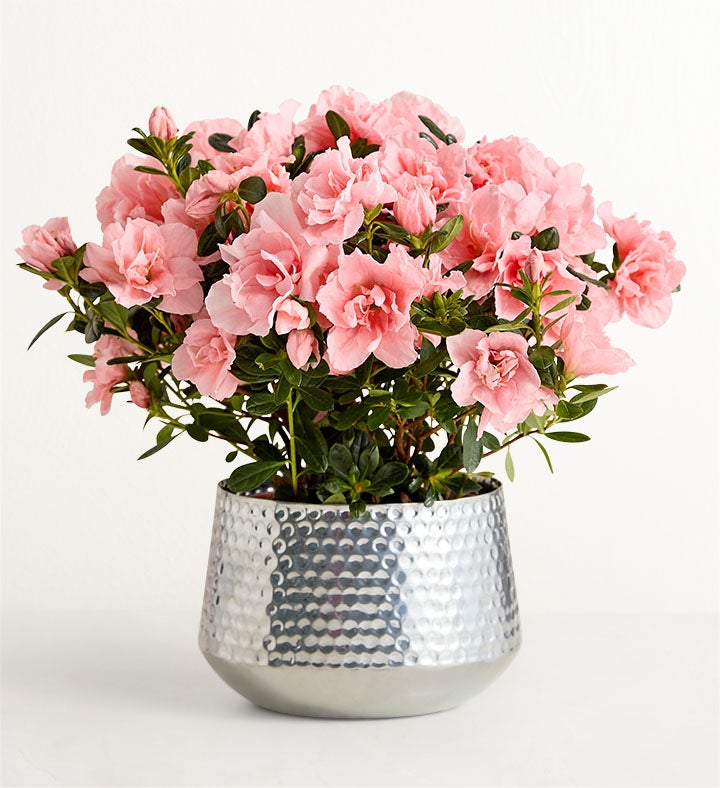 Pretty Pink Azalea