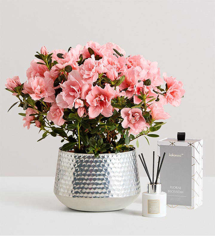 flowers-on-sale-discount-flowers-1800flowers