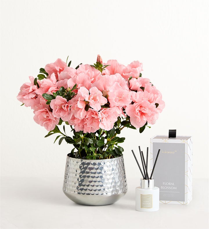 1-800-Flowers Everyday Gift Delivery Pretty Pink Azalea Small W/ Diffuser