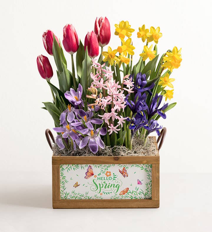 Hello Spring Bulb Garden