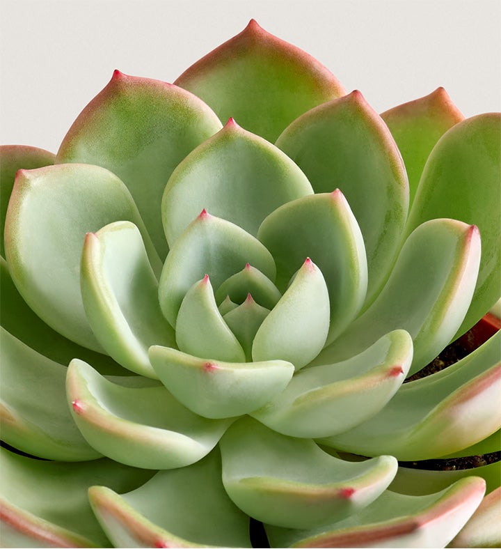 Celebration Succulents™ You Rock