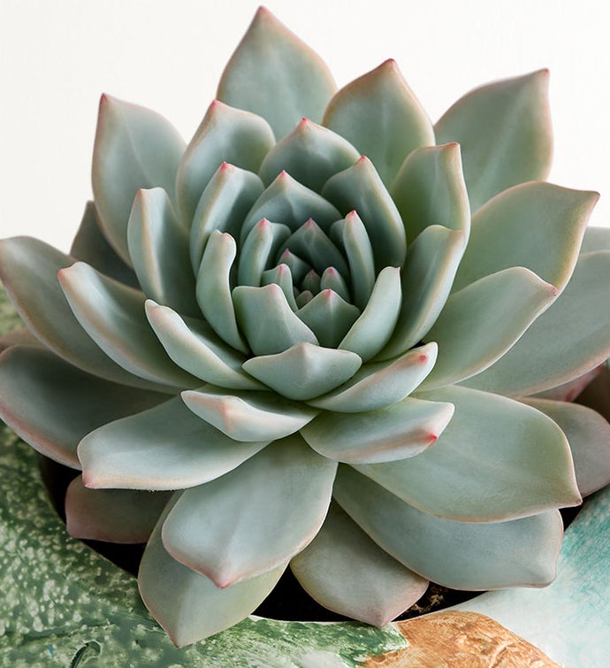 Garden Songbird Succulent