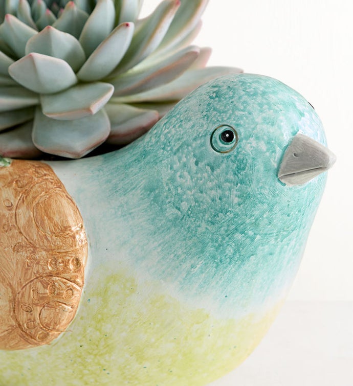 Garden Songbird Succulent