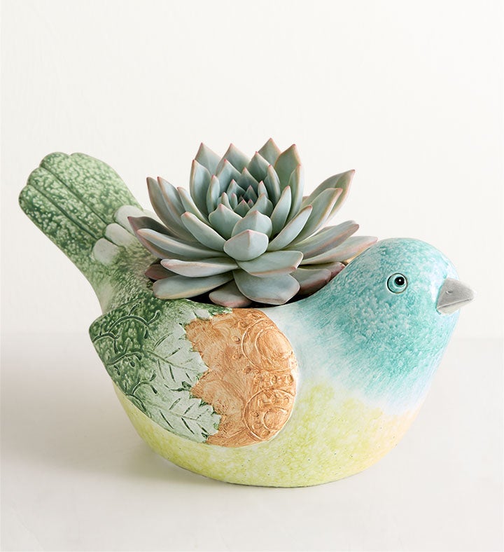 Garden Songbird Succulent