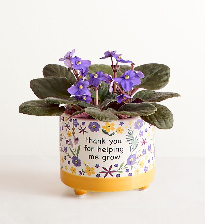 1-800-Flowers Plant Delivery Thanks For Helping Me Grow African Violet