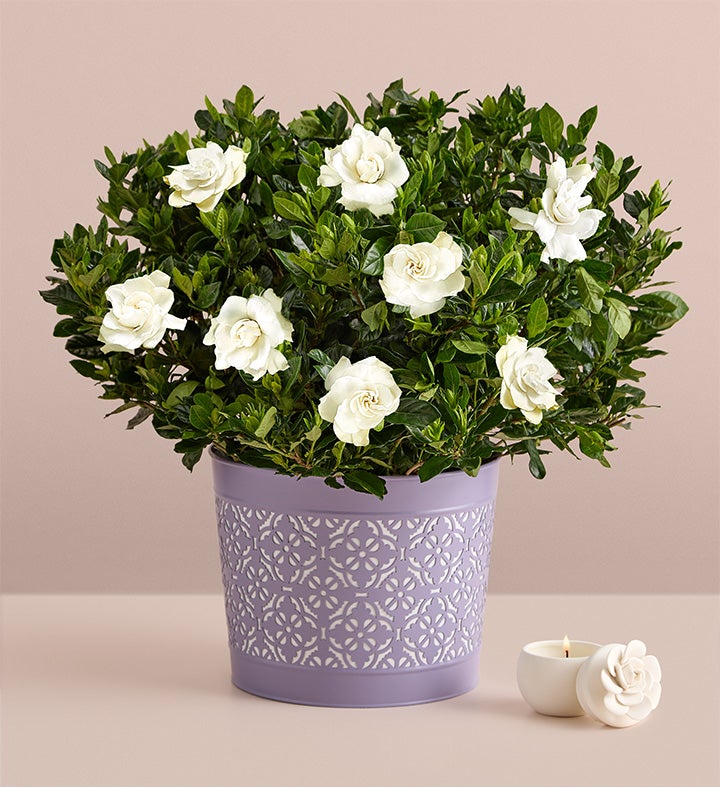 Fragrant Gardenia™