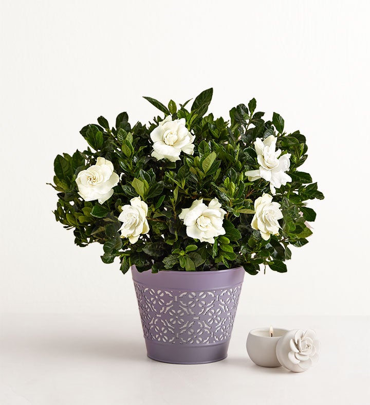 Fragrant Gardenia™