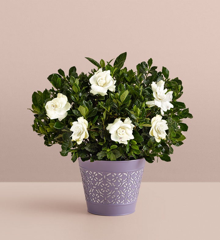 Fragrant Gardenia™