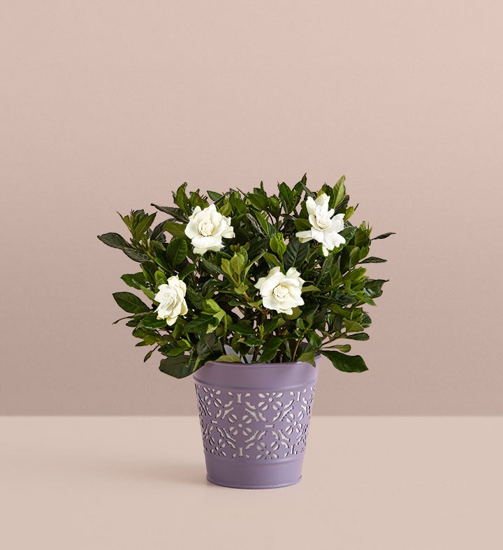 Fragrant Gardenia™