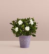Fragrant Gardenia™